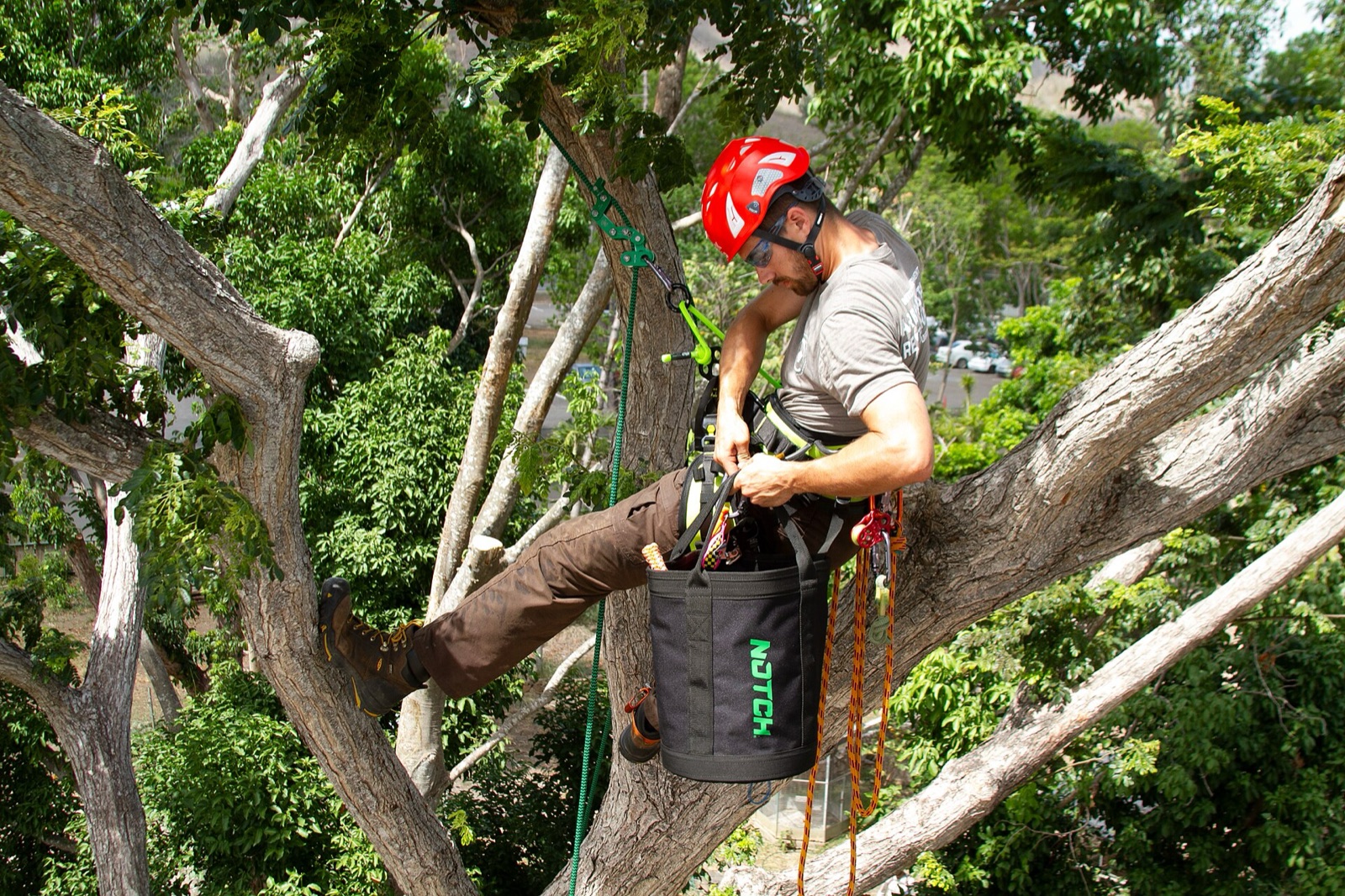 A professional arborist secured in a mature tree canopy